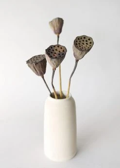 Afloral Bundle Of 2 Dried Lotus Pods - 25-28