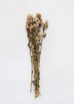 Afloral Dried Celosia Flowers In Terracotta