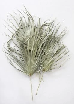 Afloral Bundle Of 5 Large Natural Fan Palms - 26-30" Dried Flowers