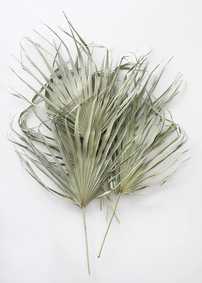 Afloral Bundle Of 5 Large Natural Fan Palms - 26-30" Dried Flowers