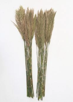 Afloral Bundle Of 2 Preserved Plume Reed Grass - 34-38"