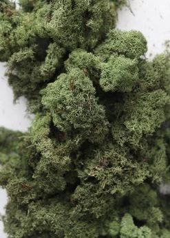 Afloral Dried Flowers Natural Green Preserved Reindeer Moss - 1 Lb