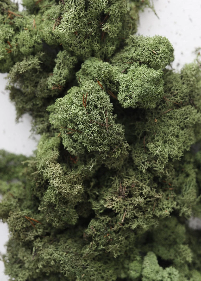 Afloral Dried Flowers Natural Green Preserved Reindeer Moss - 1 Lb