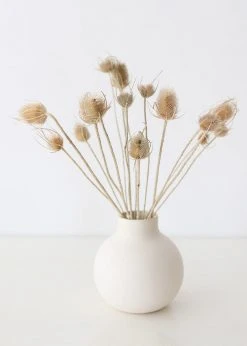 Afloral Bundle Of 10 Dried Chardon Thistles - 18-24"