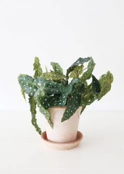 Afloral Artificial Plants Artificial Angel Wing Begonia Leaf Plant - 12