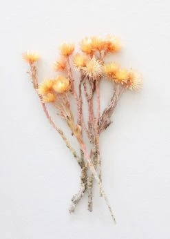 Afloral Dried Peach Silver Daisy Flowers - 10-13"