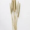 Afloral Dried Pearl Millet Grass - 24-28"