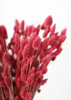 Afloral.com Dried Phalaris Grass In Berry - 20-28