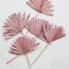 Afloral.com Bundle Of 5 Afloral Desert Pink Sun Palms - 18-24"