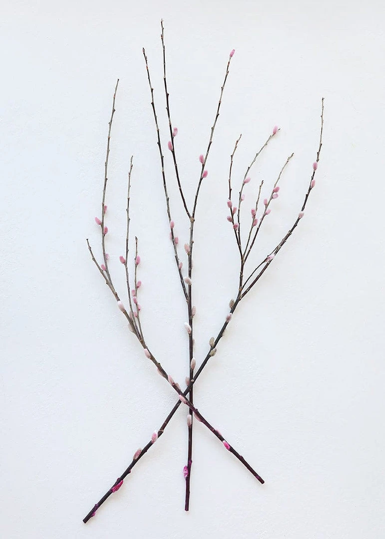 Afloral Preserved Pink Pussy Willow Branches - 20-28"