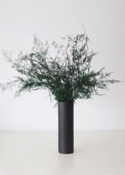Afloral Dried Flowers Preserved Greenery Asparagus Fern - 22-34