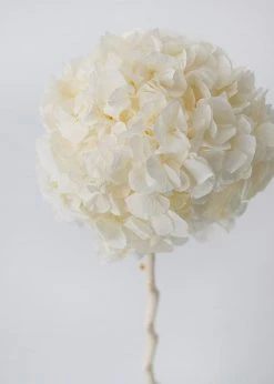 Afloral Large Petal Preserved Hydrangea In Cream - 22-24"