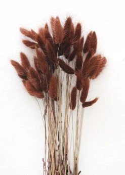 Afloral Dried Flowers Dried Bunny Tails In Walnut - 22-30