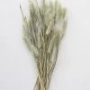 Afloral Natural Green Dried Bunny Tails - 6-16"