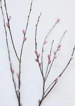 Afloral Preserved Pink Pussy Willow Branches - 20-28