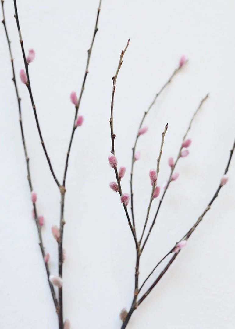 Afloral Preserved Pink Pussy Willow Branches - 20-28"
