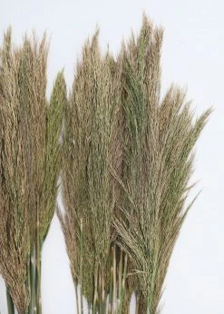 Afloral Bundle Of 2 Preserved Plume Reed Grass - 34-38