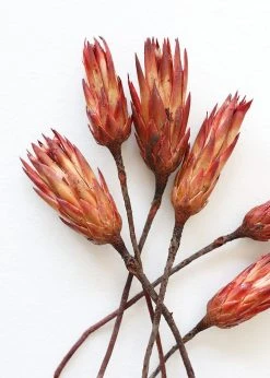 Afloral Bundle Of 6 Red Dried Protea Repens - 7-12" Dried Flowers
