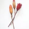 Afloral Bundle Of 3 Dried Protea Repens - 13-15"