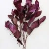 Afloral Dried Flowers Purple Preserved Salal Leaves - 12-20"