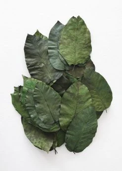 Afloral Box Of 50 Preserved Salal Leaves - 6-10" Dried Flowers