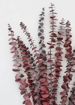 Afloral Cayenne Red Preserved Spiral Eucalyptus - 19-24