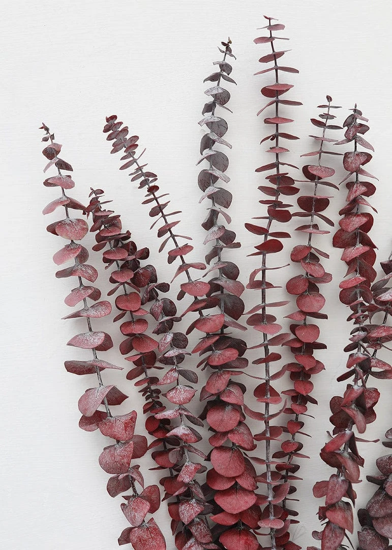 Afloral Cayenne Red Preserved Spiral Eucalyptus - 19-24" Dried Flowers