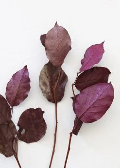 Afloral Dried Flowers Purple Preserved Salal Leaves - 12-20"