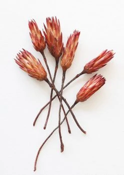 Afloral Bundle Of 6 Red Dried Protea Repens - 7-12" Dried Flowers