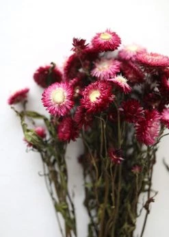 Afloral Dried Flowers Deep Pink Dried Everlasting Daisies - 15-22"