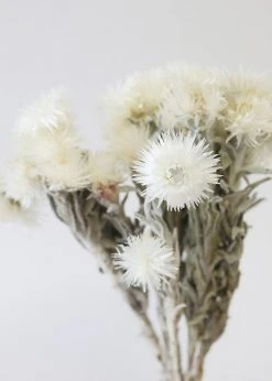 Afloral Natural White Dried Everlasting Daisies - 12-15" Dried Flowers