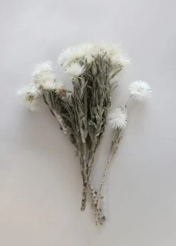 Afloral Natural White Dried Everlasting Daisies - 12-15" Dried Flowers
