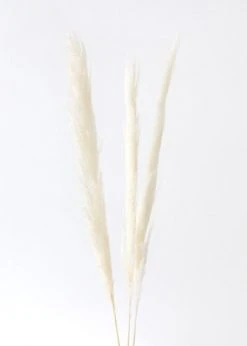 Afloral Bundle Of 3 Natural Skinny Pampas Grass - 38-42" Dried Flowers