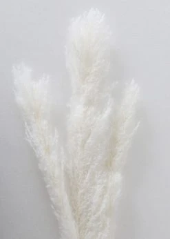 Afloral Bundle Of 3 Natural Skinny Pampas Grass - 38-42" Dried Flowers