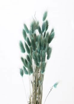 Afloral Sea Blue Dried Bunny Tails - 22-30