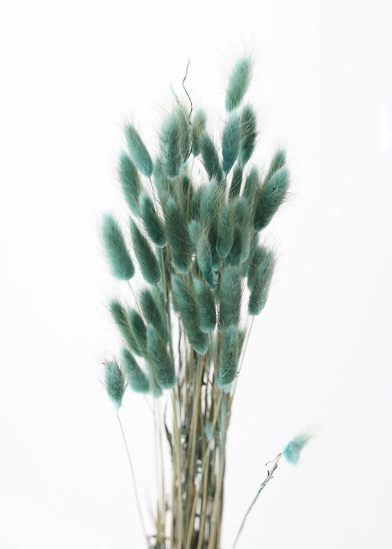 Afloral Sea Blue Dried Bunny Tails - 22-30" Dried Flowers