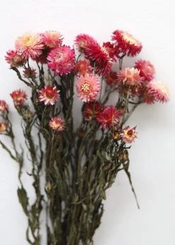 Afloral Dried Pink Helichrysum Everlasting Daisies - 15-22" Dried Flowers