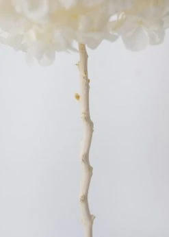 Afloral Large Petal Preserved Hydrangea In Cream - 22-24