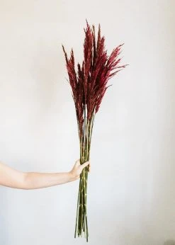 Afloral Dried Flowers Preserved Burgundy Plume Reed Grass - 36-40
