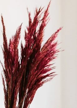 Afloral Dried Flowers Preserved Burgundy Plume Reed Grass - 36-40