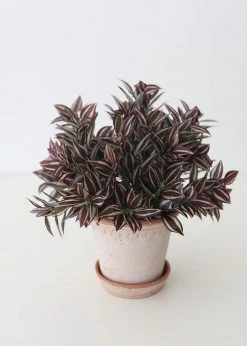 Afloral Mini Wandering Jew Pick - 11