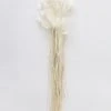 Afloral White Dried Bunny Tails - 18-28"