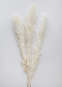 Afloral Bundle Of 3 Bleached Pampas Grass - 40-48"