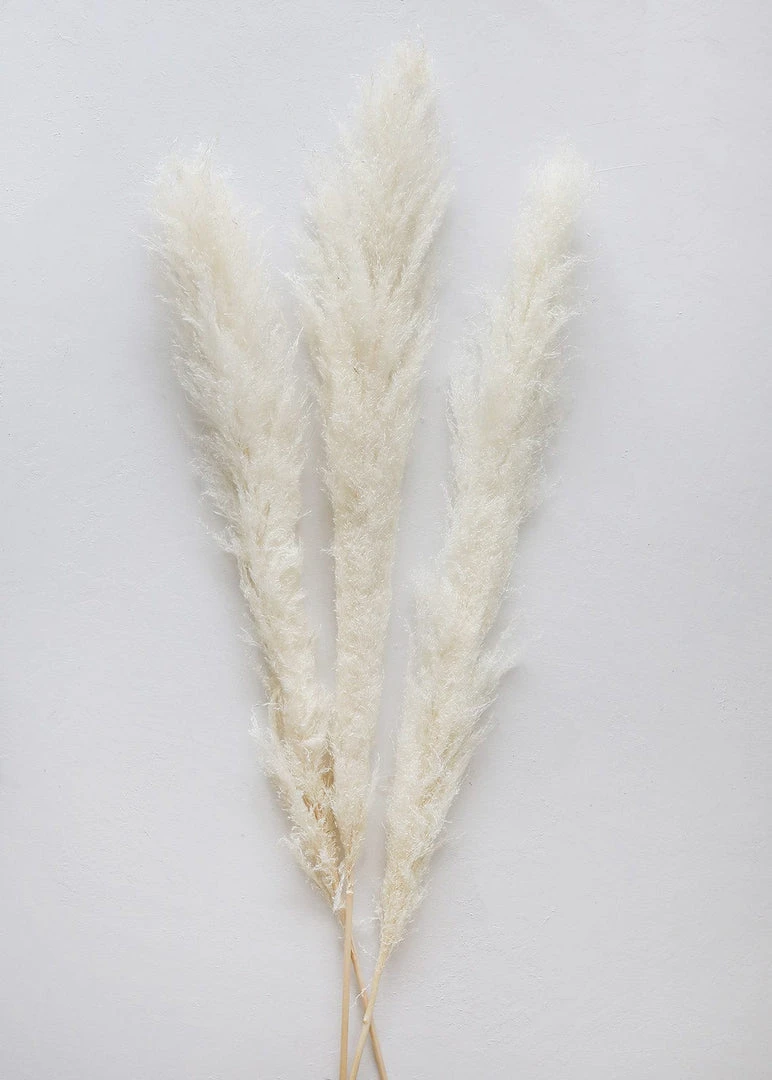 Afloral Bundle Of 3 Bleached Pampas Grass - 40-48"