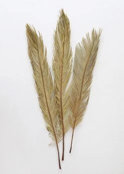 Afloral Bundle Of 3 Natural Cycas Palms - 30-36" Dried Flowers