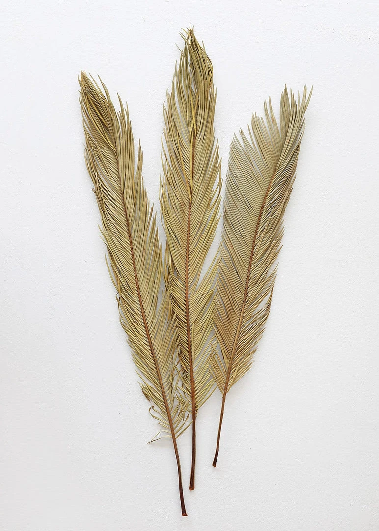 Afloral Bundle Of 3 Natural Cycas Palms - 30-36" Dried Flowers