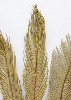 Afloral Bundle Of 3 Natural Cycas Palms - 30-36" Dried Flowers