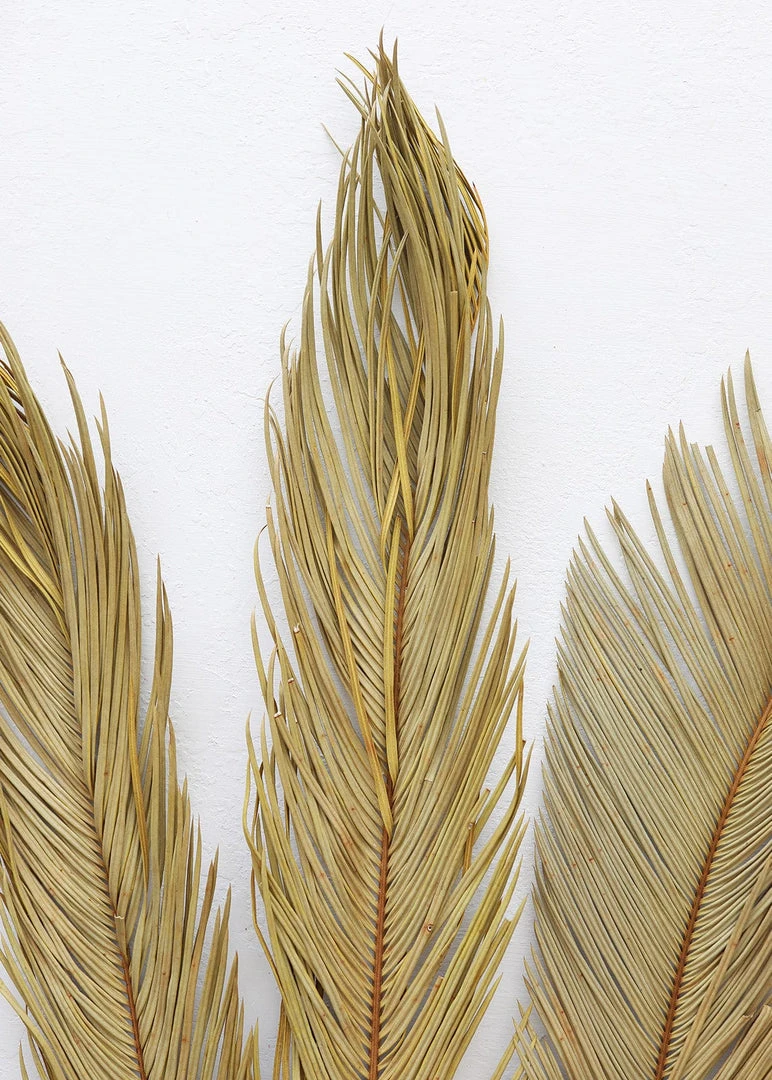 Afloral Bundle Of 3 Natural Cycas Palms - 30-36" Dried Flowers