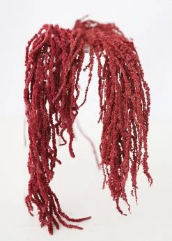 Afloral Burgundy Preserved Hanging Amaranthus - 32-40