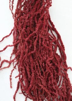 Afloral Burgundy Preserved Hanging Amaranthus - 32-40"